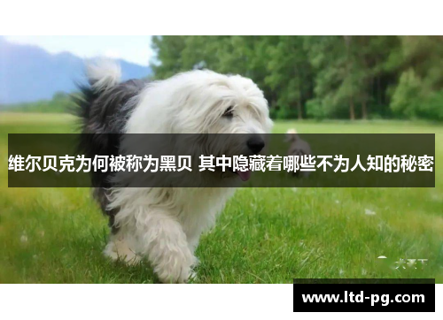 维尔贝克为何被称为黑贝 其中隐藏着哪些不为人知的秘密